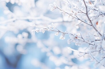 snow covered branches of a tree