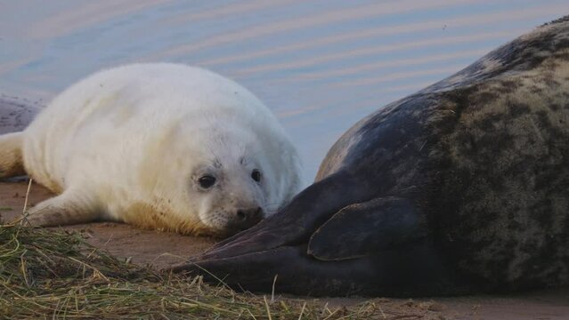 Atlantic Grey seals breed, newborns in white fur. Mothers nurture, stroke, and bond. Seals in November sun, pups and moms play.