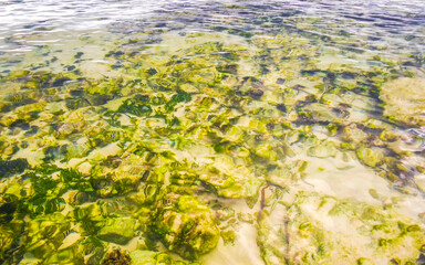 Stones rocks corals turquoise green blue water on beach Mexico.