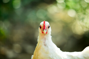 White chicken is behind green grass bushes in sunlight