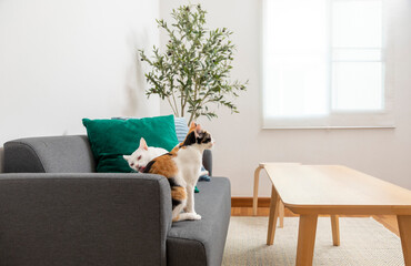 Two Funny Curious Young Cats Sitting At Home Sofa.