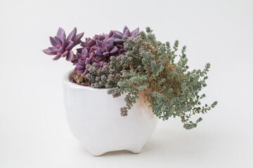 Beautiful houseplant in white ceramic pot on white background. Pink Echeveria sugar jelly and small...
