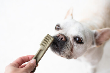 Dog dental care concept. Dental treats for dogs. Dog products. - obrazy, fototapety, plakaty