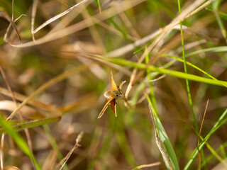 Essex Skipper Resting on Grass