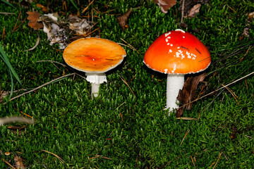 Beautiful mushrooms on the forest floor in the sunshine. Close-up of beautiful mushrooms in the sunshine in autumn, taken in Bavaria.
