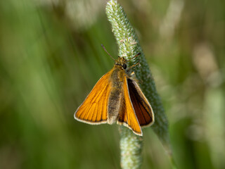 Essex Skipper Resting on a Grass Seed Head