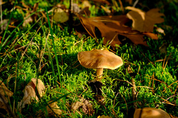 Beautiful mushrooms on the forest floor in the sunshine. Close-up of beautiful mushrooms in the sunshine in autumn, taken in Bavaria.