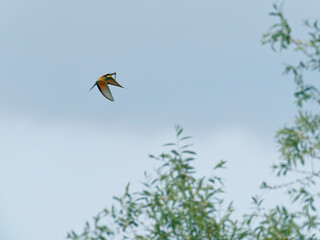 Europäischer Bienenfresser, Bienenfresser, Merops apiaster