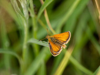 Essex Skipper Resting on Grass