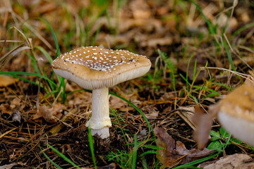 Beautiful mushrooms on the forest floor in the sunshine. Close-up of beautiful mushrooms in the sunshine in autumn, taken in Bavaria.