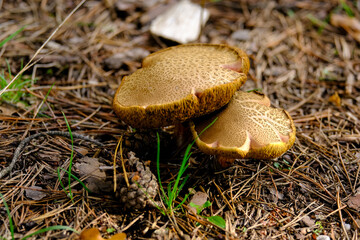 Beautiful mushrooms on the forest floor in the sunshine. Close-up of beautiful mushrooms in the sunshine in autumn, taken in Bavaria.