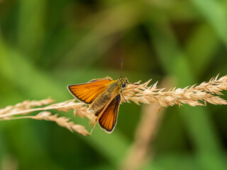 Essex Skipper Resting on a Grass Seed Head
