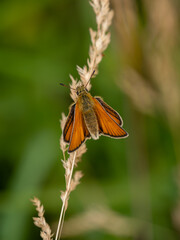 Essex Skipper Resting on a Grass Seed Head