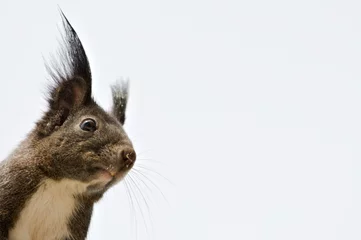 Photo sur Plexiglas Écureuil Close-up portrait of curious Sciurus vulgaris cute european squirrel (black form) is climbing on the residential building in Czech republic. Copy space for placement of text.
