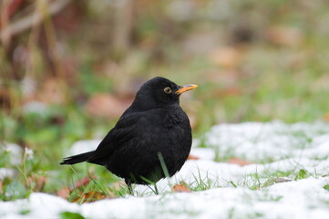 Obraz premium Song bird turdus merula aka eurasian blackbird is searching for food in the grass covered by snow. The most common bird in czech republic.