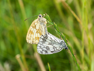 Marbled White Butterflies Mating on a Grass Stem