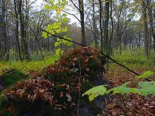 An old large stump overgrown with green thick forest moss is sprinkled with fallen autumn leaves in the middle of an oak-hornbeam forest. The subject of autumn and beautiful landscapes.
