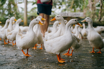 Obraz premium duck stop in phong nha, vietnam