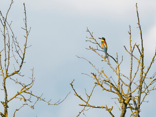 Europäischer Bienenfresser, Bienenfresser, Merops apiaster