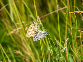 Marbled White Butterflies Mating on a Grass Stem