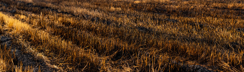 Rice field of fire burning of rice straw