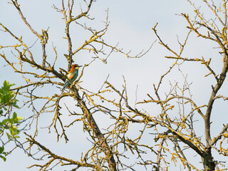 Europäischer Bienenfresser, Bienenfresser, Merops apiaster