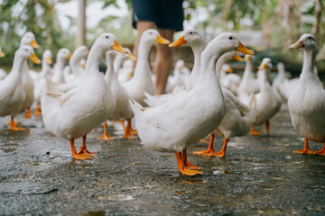 duck stop in phong nha, vietnam