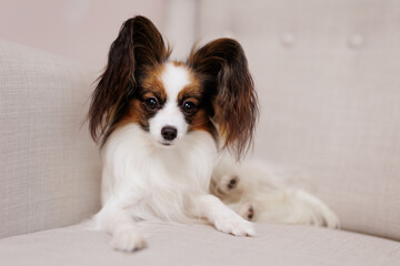 Little tricolor funny dog lying on sofa