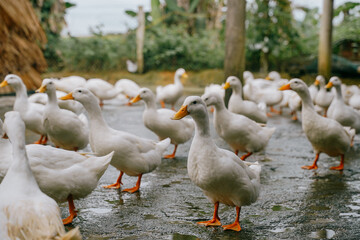 duck stop in phong nha, vietnam