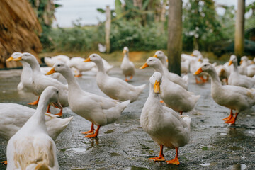 duck stop in phong nha, vietnam