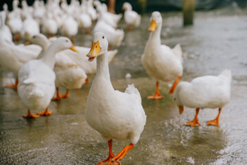 duck stop in phong nha, vietnam
