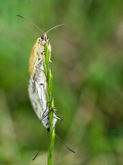 Marbled White Butterflies Mating on a Grass Stem