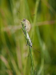 Marbled White Butterflies Mating on a Grass Stem