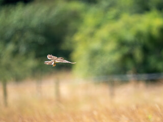 Skylark in Flight