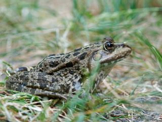 Teichfrosch, Pelophylax esculentus, Rana esculenta, Wasserfrosch