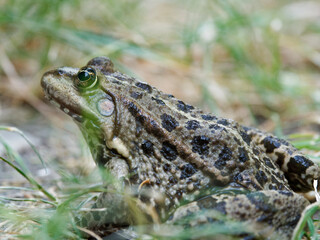 Teichfrosch, Pelophylax esculentus, Rana esculenta, Wasserfrosch