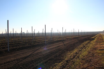 Modern agricultural field, fruit tree plantation