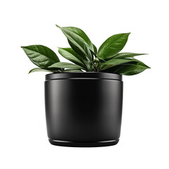 Balsam in black container isolated on transparent background - obrazy, fototapety, plakaty
