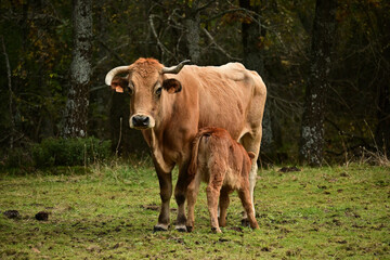 Obraz premium cow in a pasture