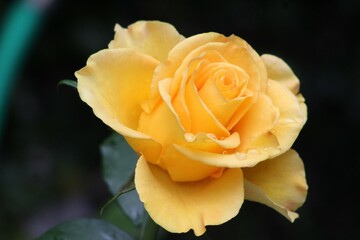 yellow rose closeup