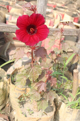 Cranberry hibiscus flower plant on farm