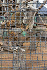 raccoons behind grating in the zoo.