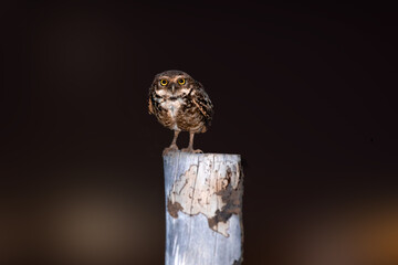 Athene cunicularia or Speotyto cunicularia, commonly known as the burrowing owl or simply burrowing owl, is an American bird of prey, from the Strigid family.