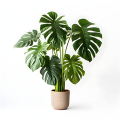 Gr&uuml;ne Eleganz - Monstera Deliciosa bringt tropische Pracht in Ihr Zuhause