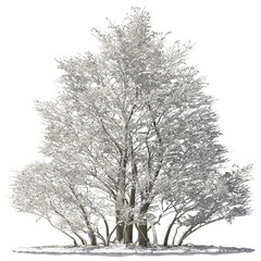 oregon alder tree covered with snow and ice winter hq arch viz cut out - obrazy, fototapety, plakaty