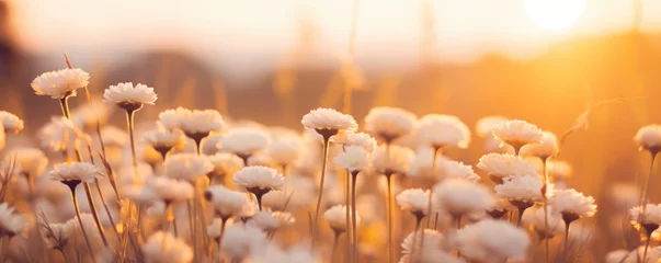 Foto op Plexiglas Landscape of white flowers blur grass meadow warm golden hour sunset sunrise time. © Natalia Klenova