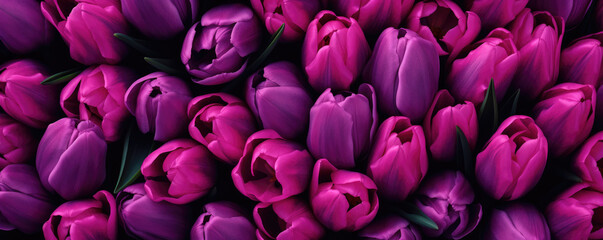 Fototapeta premium Beautiful tulips of amazing purple color. Spring background.