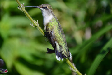 Female Ruby-Throated Hummingbird Perched On Long Green Stem