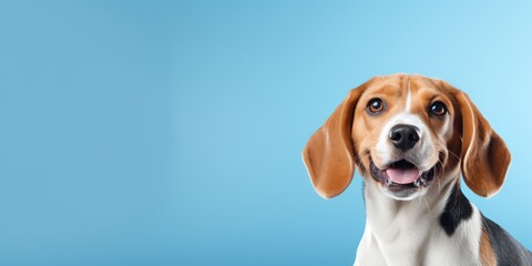 Relaxing beagle with a thoughtful look and droopy ears. - obrazy, fototapety, plakaty