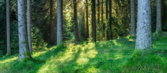 Panorama of Natural green Forest, Spruce Trees in the warm light of the morning sun